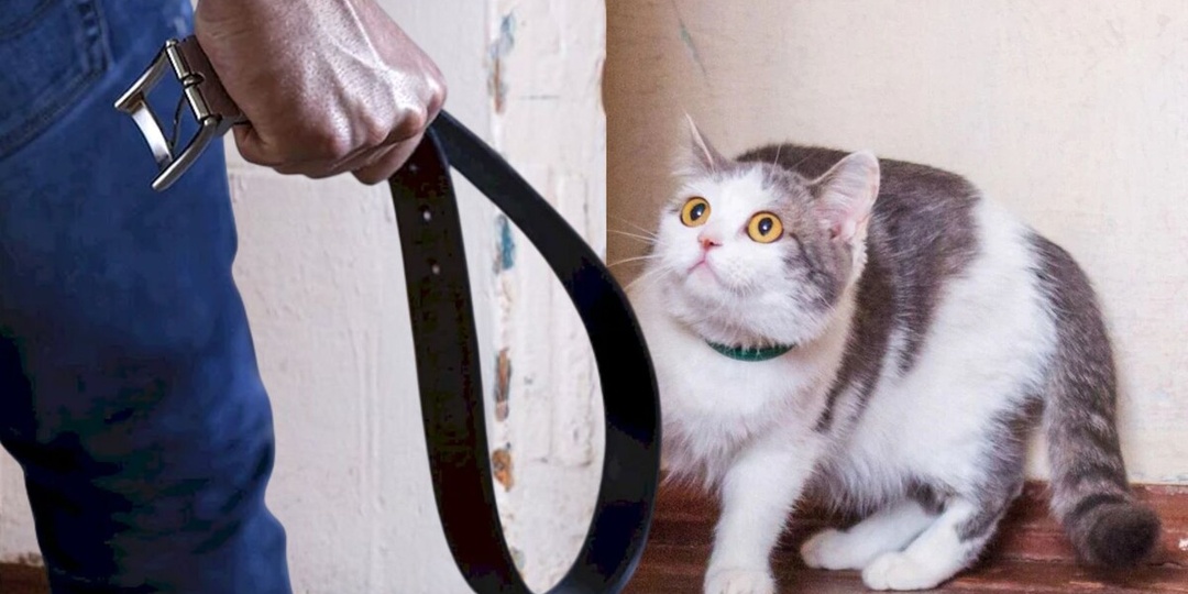 😿Почему никогда нельзя наказывать кошку
