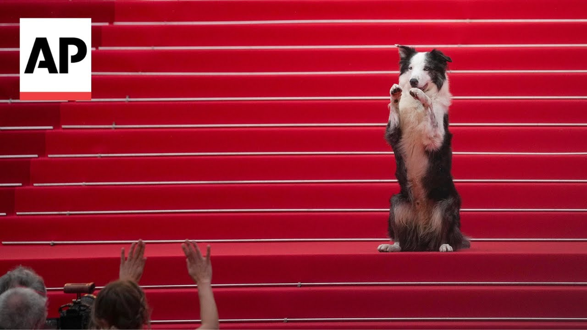 Красная дорожка, вспышки камер и... Кто здесь настоящая звезда?