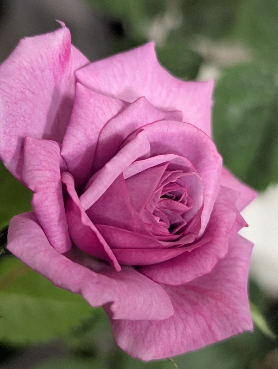 Красотка Блю Парфюм)