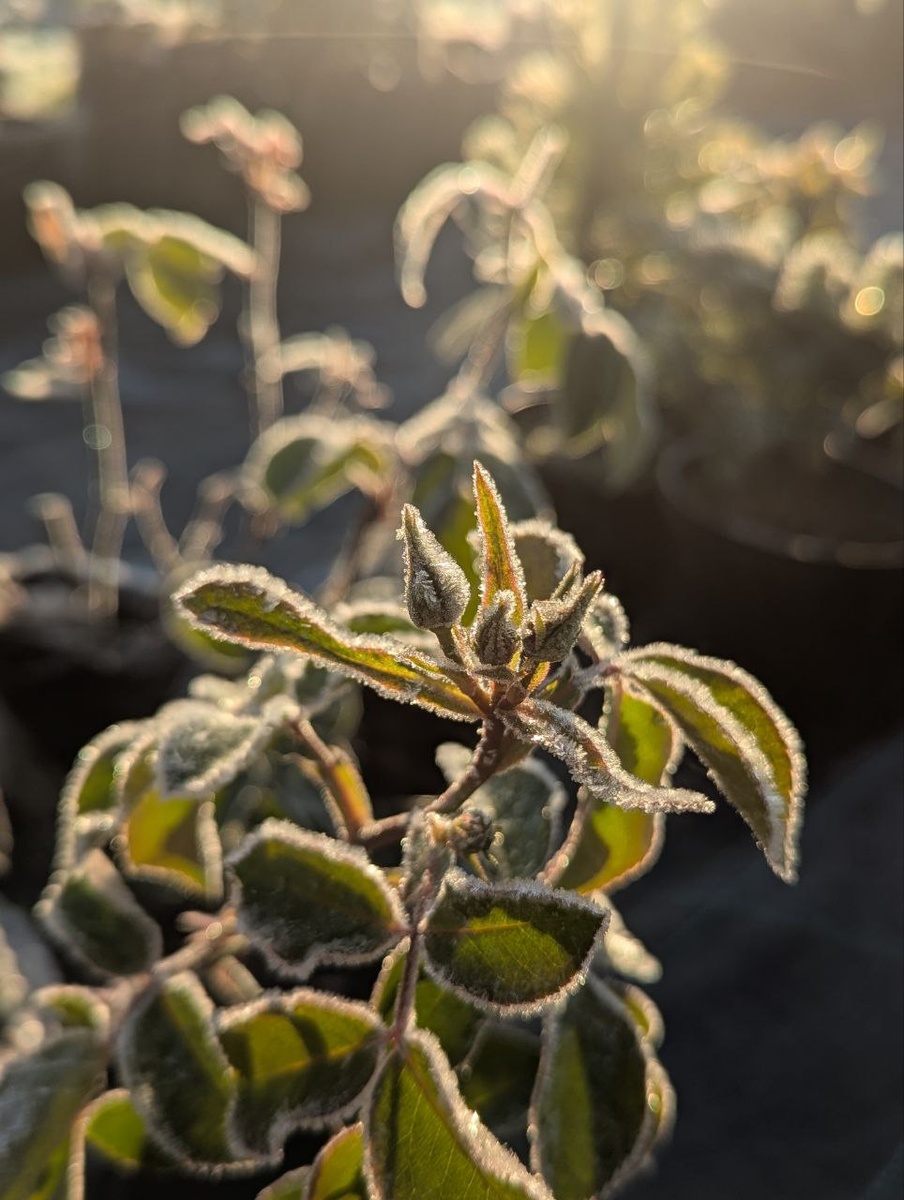 Подмороженные садовые розочки