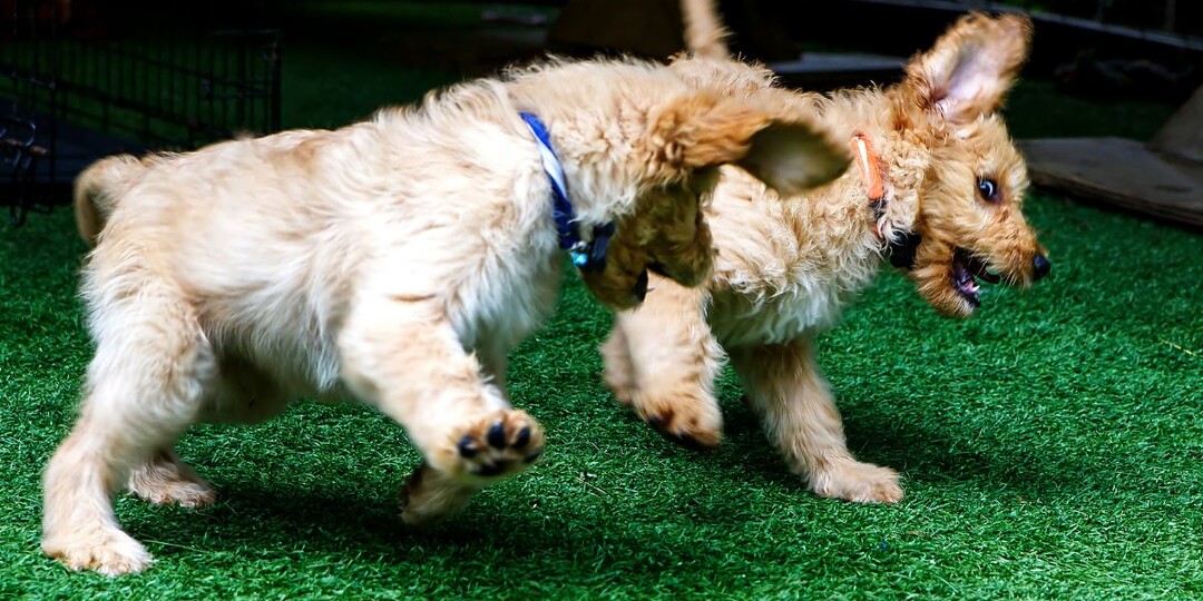 Нужно ли собаке общаться с сородичами или одного хозяина ей достаточно для счастья?