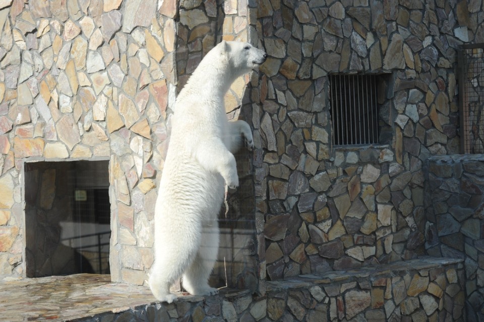    Нового зоопарка Петербург будет ждать еще долго. Юлия ПЫХАЛОВА