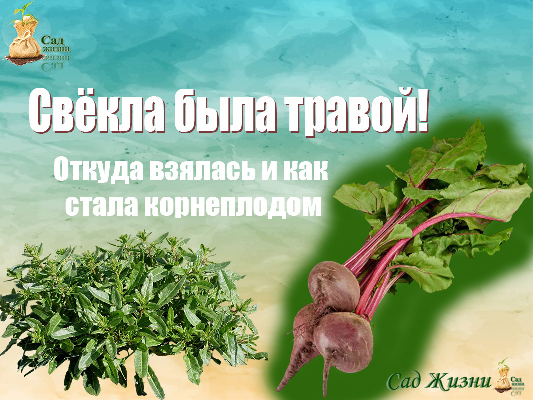 Свекла была травой