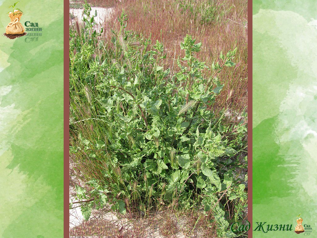 Прародительница современной свеклы