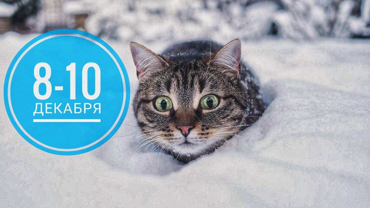 Нумерологический прогноз на начало второй недели декабря 2025