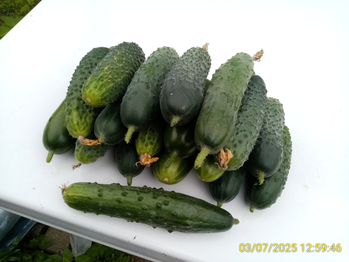 Отдельно лежащий огурец — это Емеля.