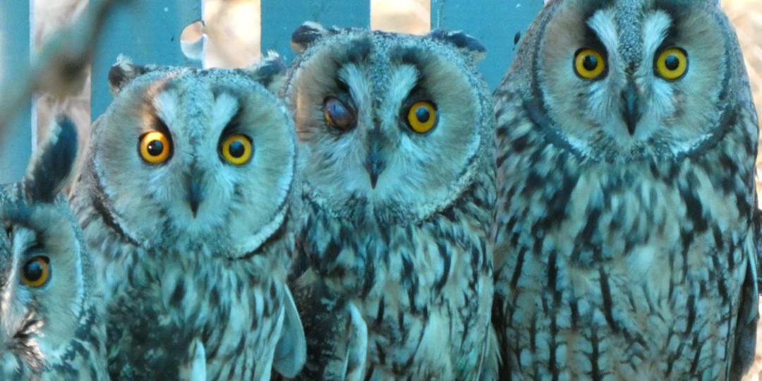 Нам нужна помощь с закупкой кормов