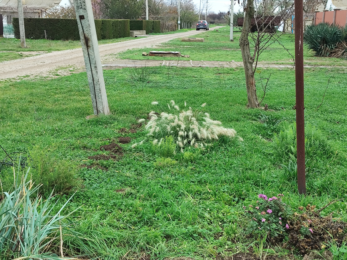 Темные пятна - рядок нарциссов. Злак без названия в левом нижнем углу. Один оставила