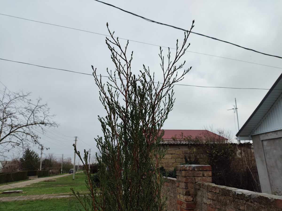 У него всегда две вершинки.