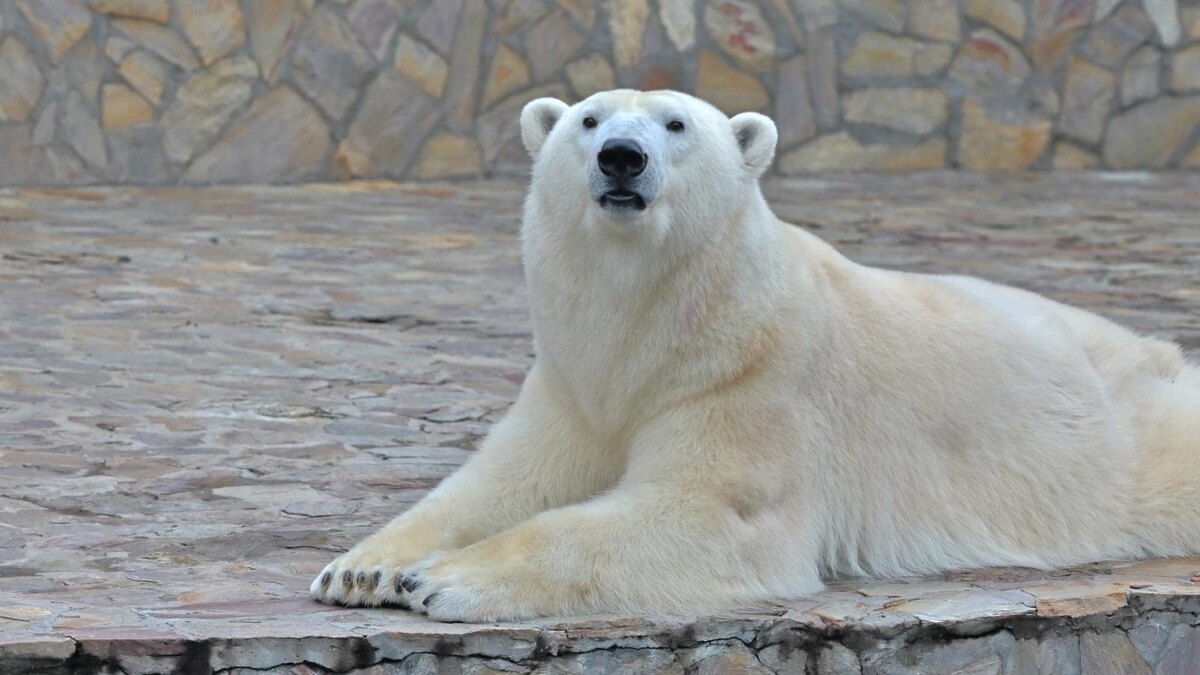    Фото: пресс-служба Ленинградского зоопарка