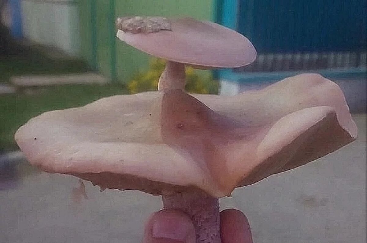    Необычными грибами хвастают в первые дни зимы волгоградцы