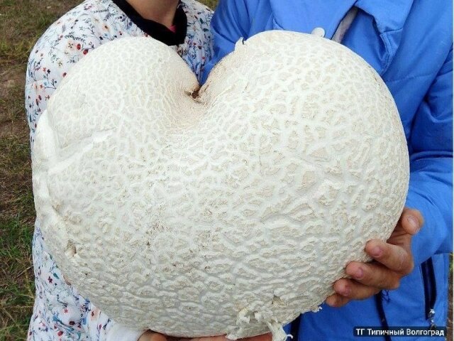    Фото: Telegram./ Прямой эфир | Волгоград