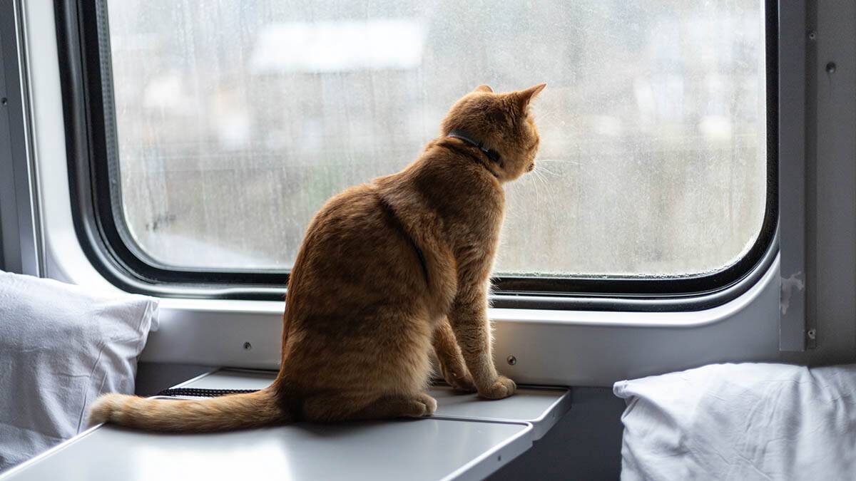    Фото: Shutterstock