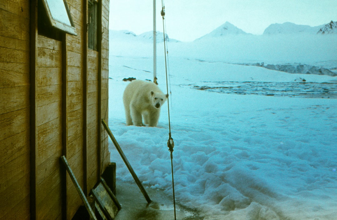    Северный полюс — новая валюта роскоши: свадьбы, марафоны и белые медведи на атомном ледоколе