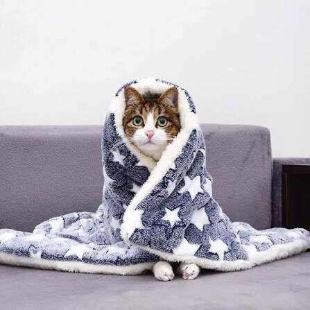 Фото из Интернета. 