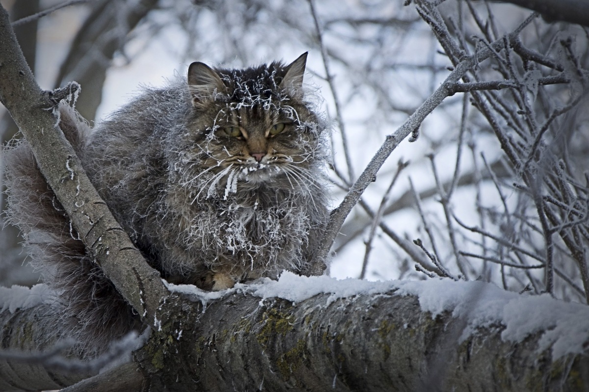 Фото из Интернета. 