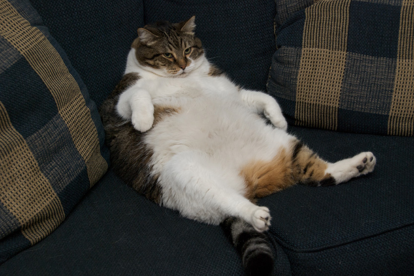     Фото: Lauren / Flickr