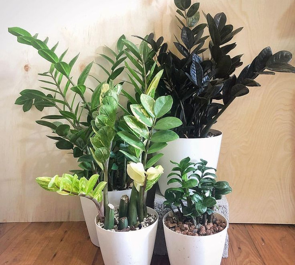 Основные причины, по которым замиокулькас не растёт. Способы решения проблемы.