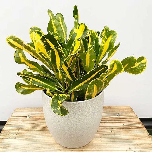 Codiaeum variegatum 'Banana'.