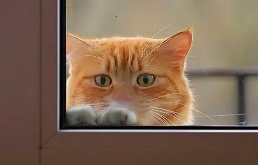 Открывай, я больше так не буду. Или как 9 жалких котов никак не могут попасть домой