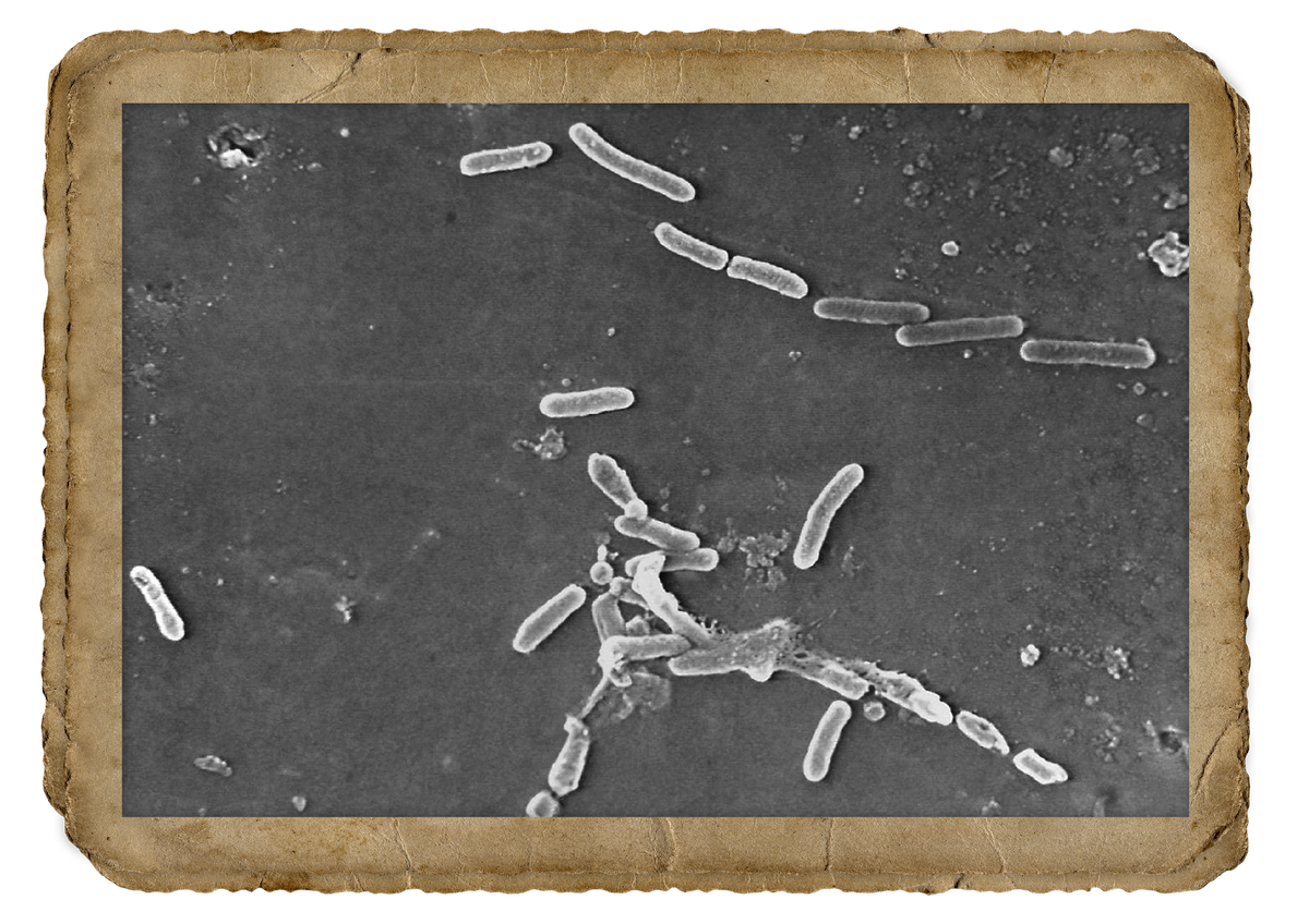 Бактерии Pseudomonas