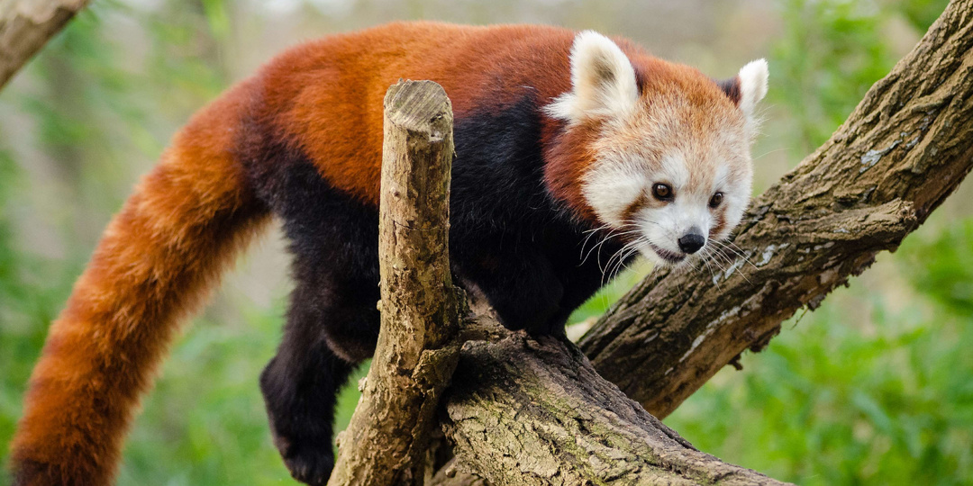Эти млекопитающие являются лучшими человеческими спутниками (согласно науке)