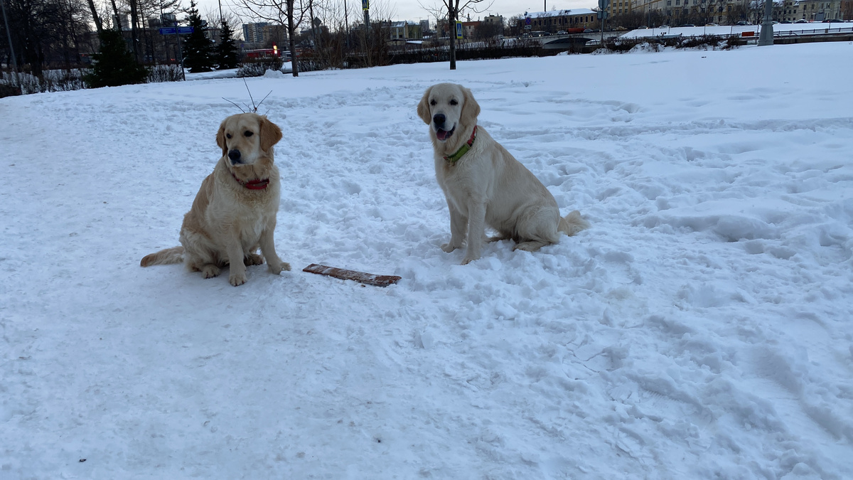 Почему золотистые ретриверы лечат душу