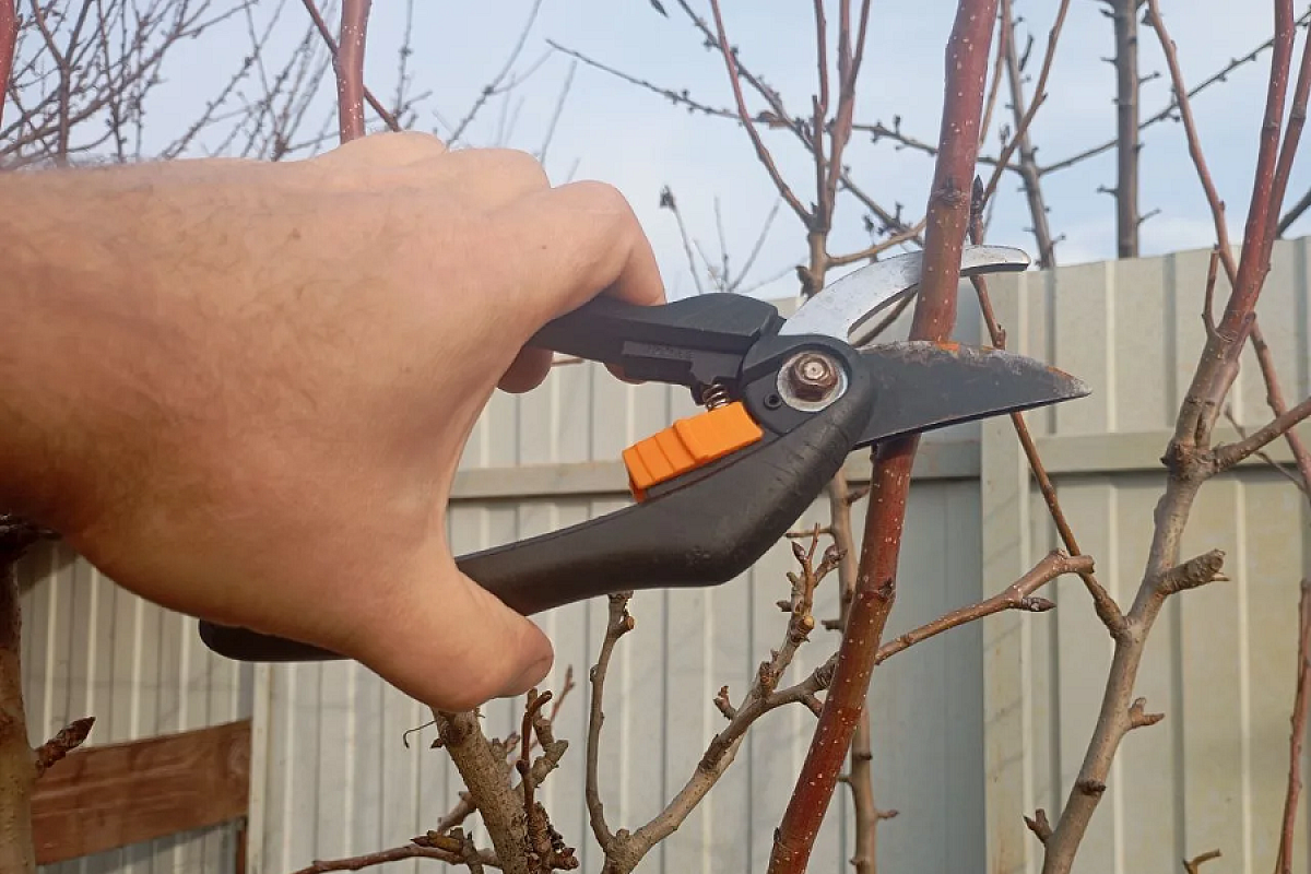    Обрезайте грушу ранней весной (до набухания почек) или после плодоношения.