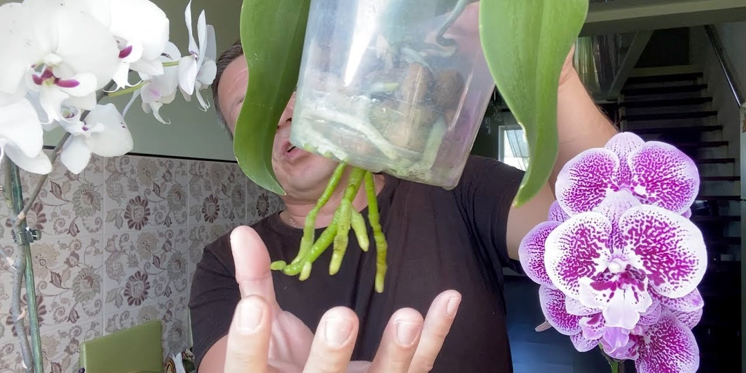 Как безболезненно перевести орхидеи на зимний полив: мокрые пяточки или погружение?