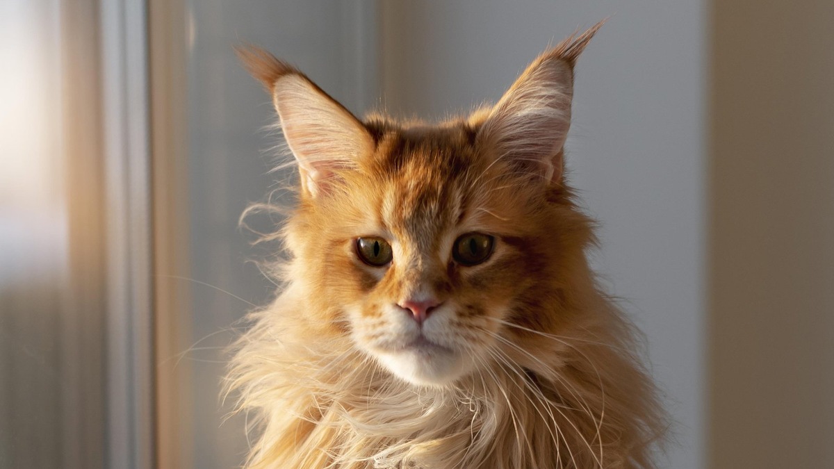    Кот породы мейн-кун, похожий на Алешу