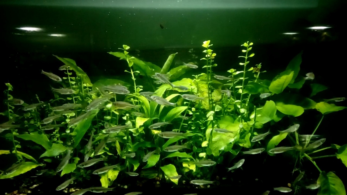 Подростки Ципринелл