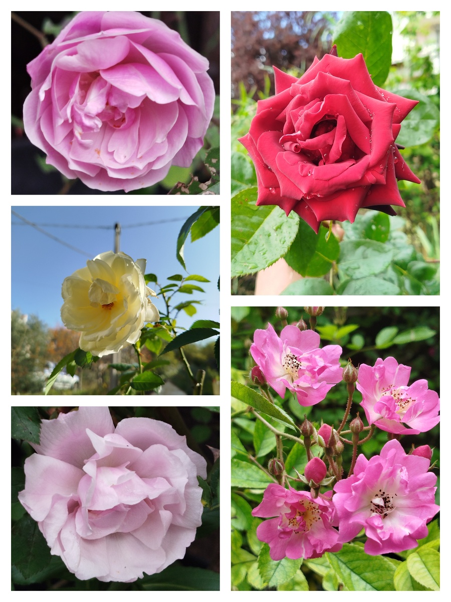 Фото автора. Вот эти свои сорта я укоренияю. Только нет фотографий дикого шиповника и соседской жёлтой розы.