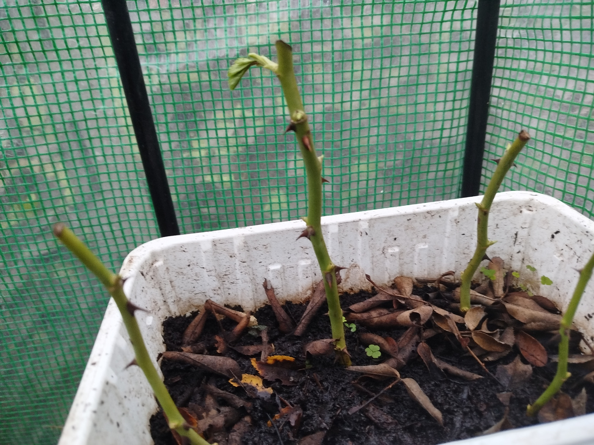 Фото автора. 100% белый клаймбер.