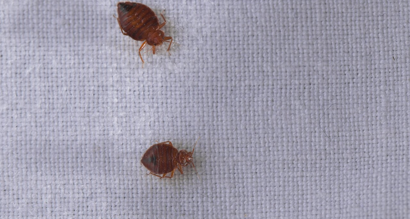    Akos Nagy / Shutterstock