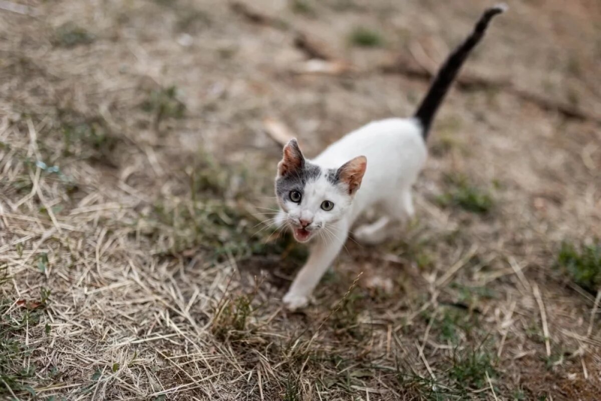   Бешеный кот набросился на хозяйку: в селе под Волгоградом ввели карантин