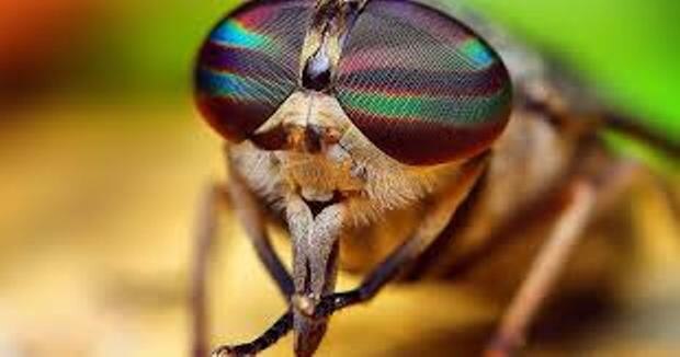 Муха Цеце - Насекомое убийца. 
