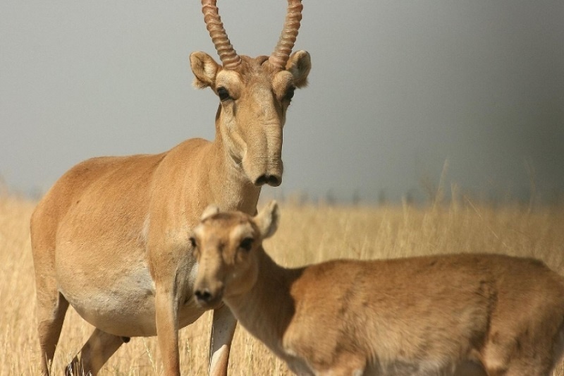 Сайгаки. Фото с сайта altyn-orda.kz