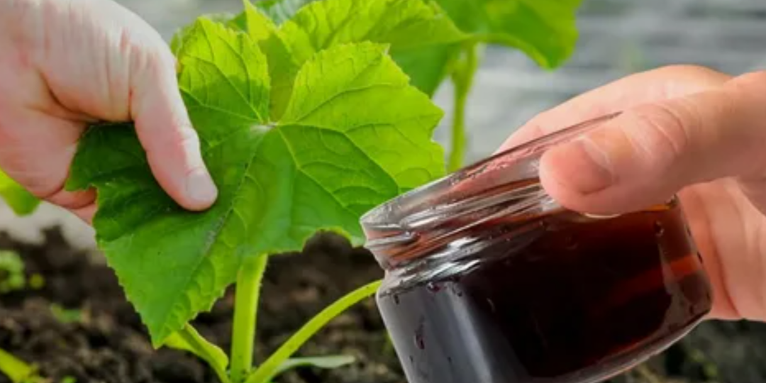 3 топ культуры, которые обожают гуматы. Гуматы + компост = суперпочва: секрет органического огорода