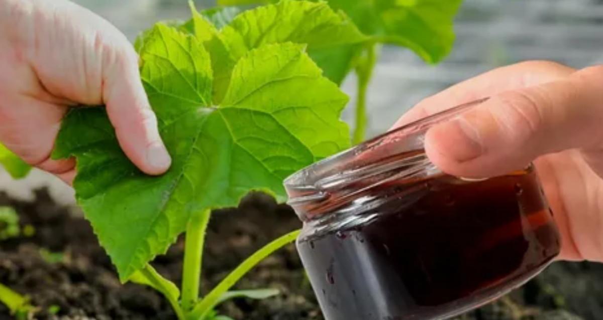 подкормка гуматом