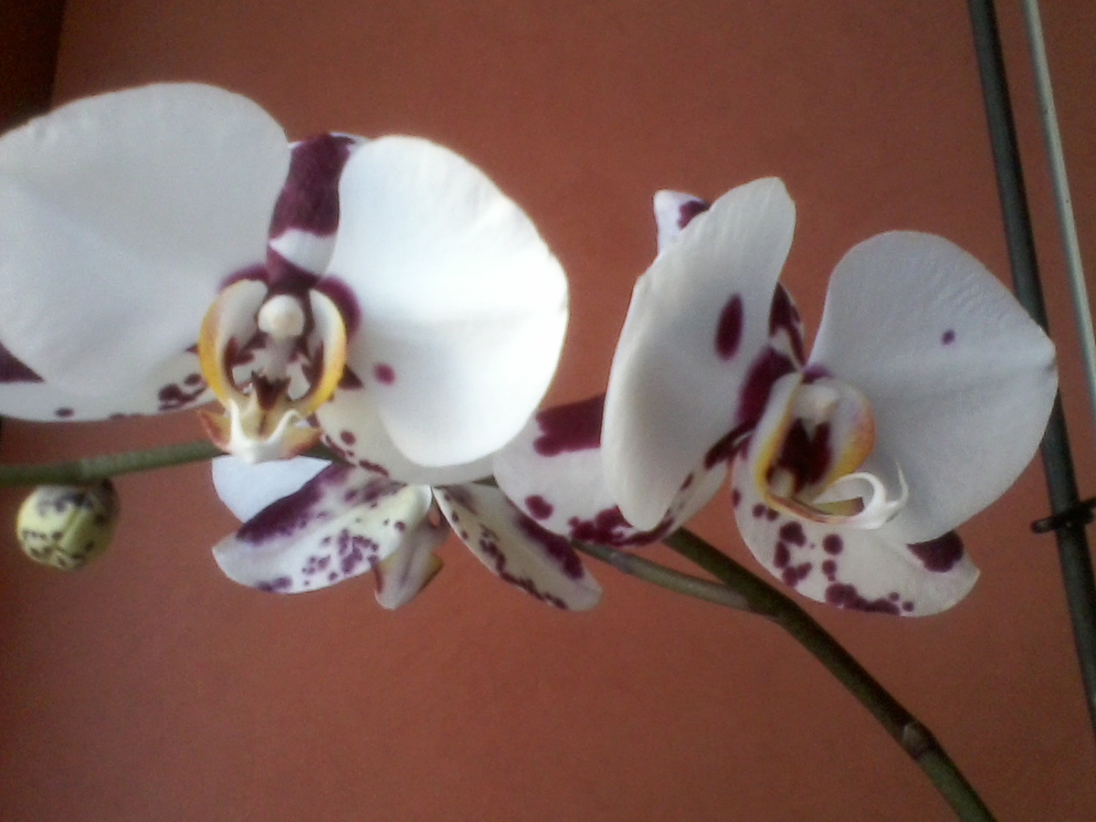 Цветы прошлых лет