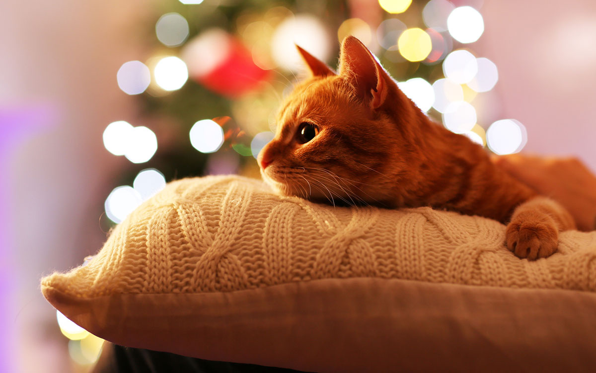 Фото из Интернета. 