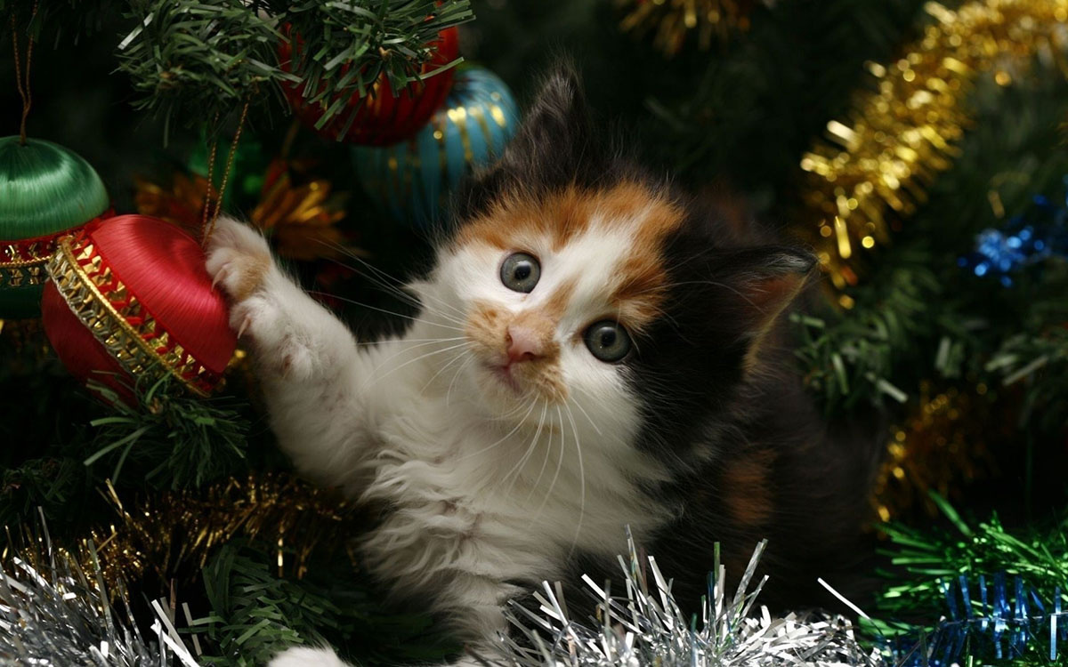 Фото из Интернета. 