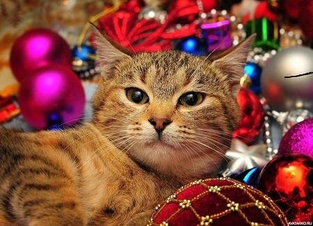 Фото из Интернета. 