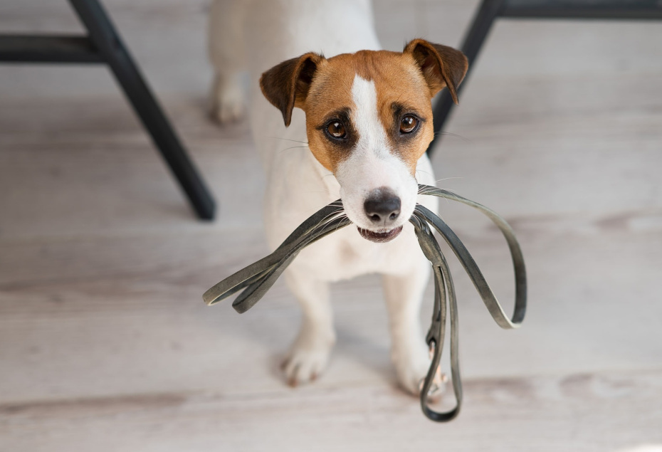    Shutterstock/FOTODOM