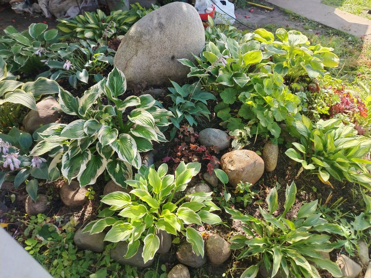 Мои хосты. Хосты в саду - для внутреннего спокойствия