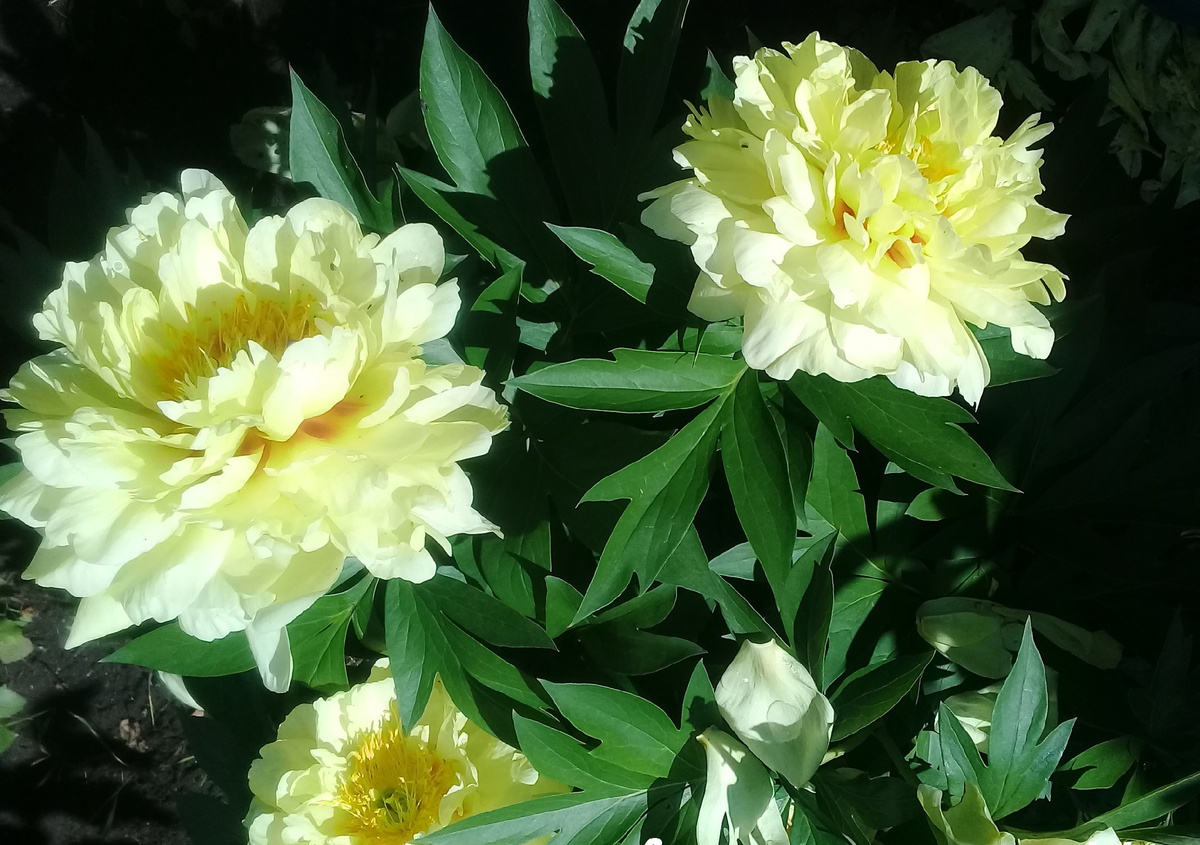 Пионы в соем саду. Мила Федюкова