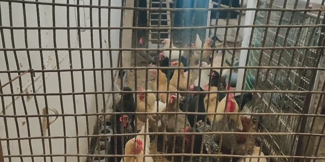 Как стресс влияет на яйценоскость