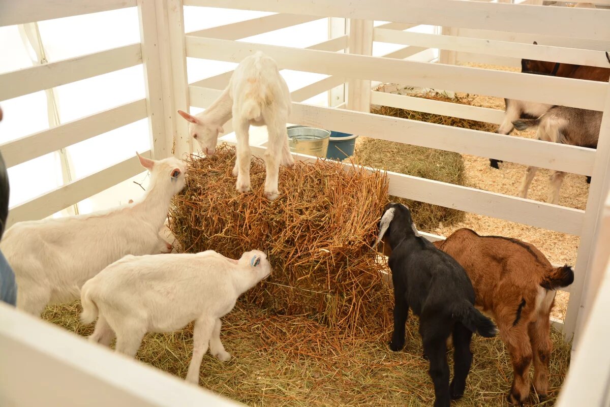    На Кубани полиция начала проверку после убийства домашних коз