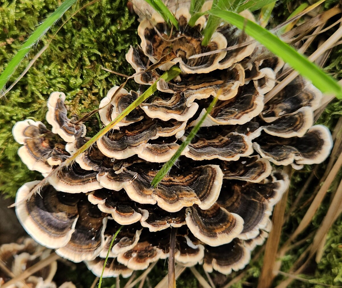 Trametes (Coriolus) versicolor