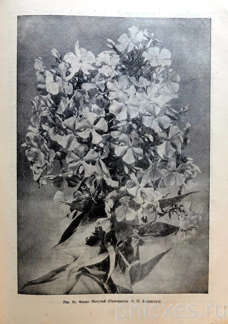 Флокс Могучий.  Скан с сайта phloxes.ru 